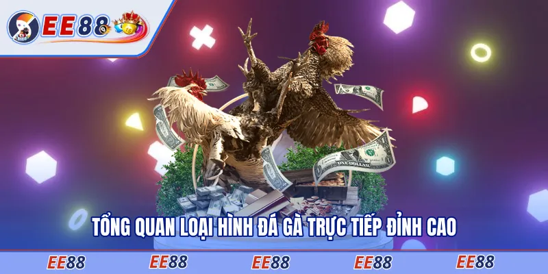 Tổng quan loại hình đá gà trực tiếp đỉnh cao